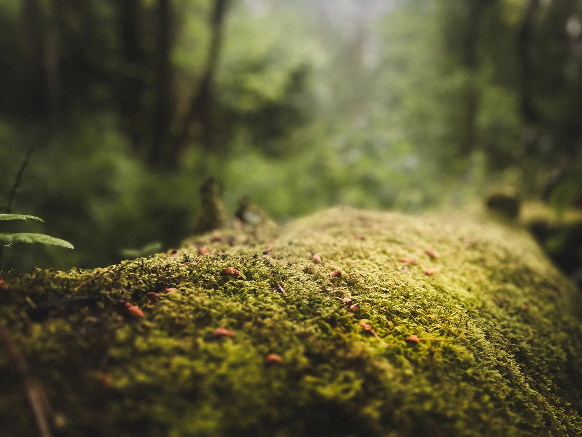Mossy Pacific Northwest forest with soft green light