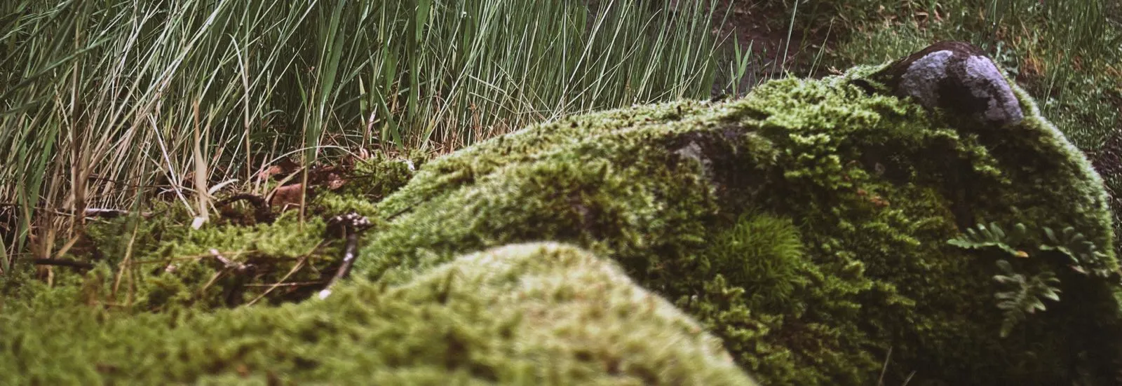 Soft meadow grasses in natural light