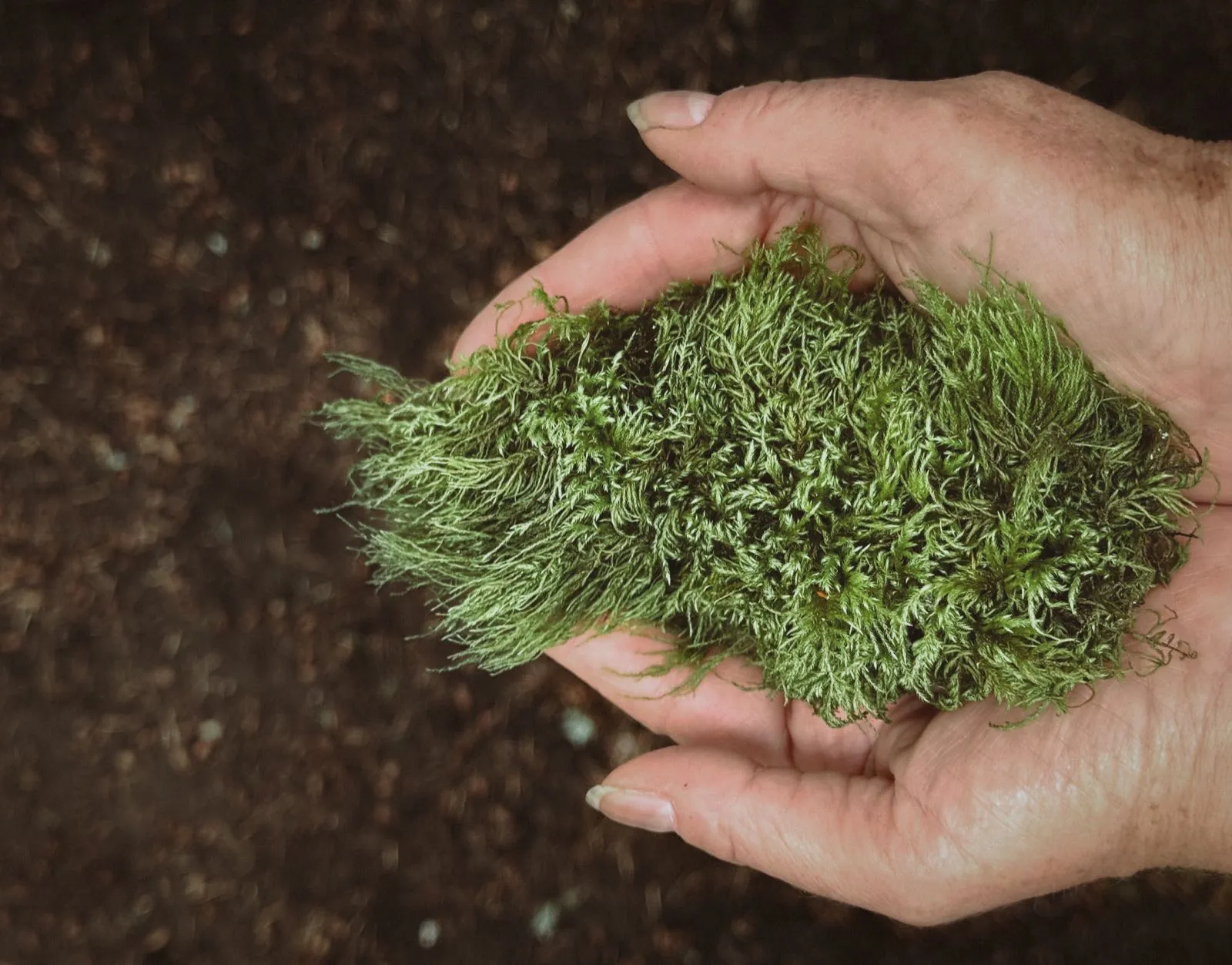 Hands holding soft green moss